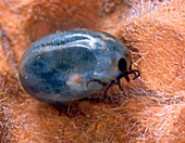 Engorged black-legged tick