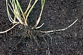 Rhizomes of couch grass (Elymus repens)