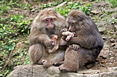 Adult Tibetan Macaques grooming infant