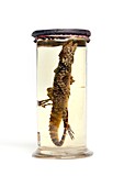 Lizard,19th century specimen