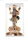 Dissected male rabbit,19th century