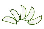 Cut aloe vera leaf