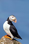 Atlantic puffin