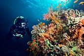 Diver with corals and reef fish