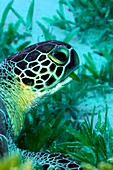Green sea turtle feeding