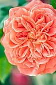 Close up of single rose (Rosa hybrid)