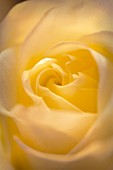 Close up of single rose (Rosa hybrid)