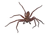 Huntsman spider