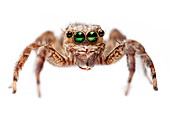 Jumping spider