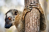 Red-fronted brown lemur