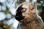 Red-fronted brown lemur