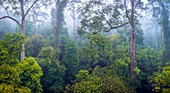 Tropical lowland rainforest,Malaysia
