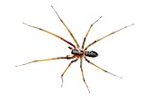 Male house spider