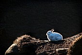 Mountain hare