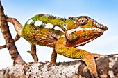 Panther chameleon