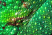 Panther chameleon skin