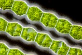 Bambusina sp. green alga,LM