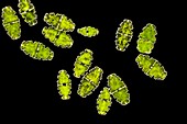 Euastrum sp. green alga,LM