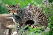 Scottish wild cat