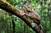 Short-horned chameleon