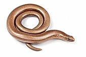 Slow worm