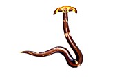 Terrestrial flatworm