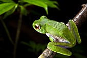White-lipped bright-eyed frog