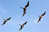 Frigatebirds in flight