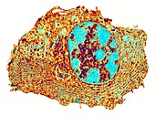 Human cell,TEM