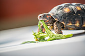Red-footed tortoise feeding