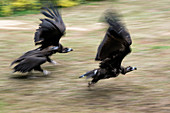 Griffon vultures taking off