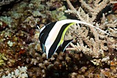 Moorish idol