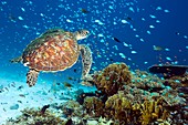 Green sea turtle and reef fish