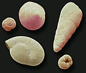 Foraminifera,SEM