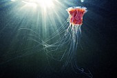 Lion's mane jellyfish