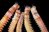 Marine worms