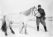 Terra Nova Antarctic pony,1911