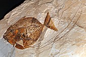 Mene Rhombea,fossil fish