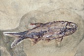 Eurekichthys vermipinna,fossil fish
