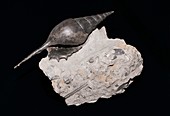 Tibia dentata,fossil snail
