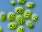 Chlamydomonas sp. green algae,LM