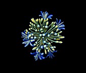 Agapanthus flower,micro-CT scan