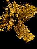 Gold,micro-CT scan