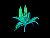 Lily flower,micro-CT scan
