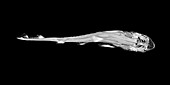 Shark foetus,micro-CT scan