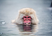 Japanese macaque in a hot spring