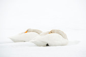 Whooper swans resting on snow