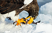 Steller's sea eagle