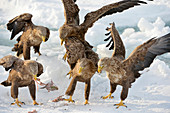 White-tailed eagles with prey