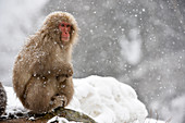 Japanese macaque